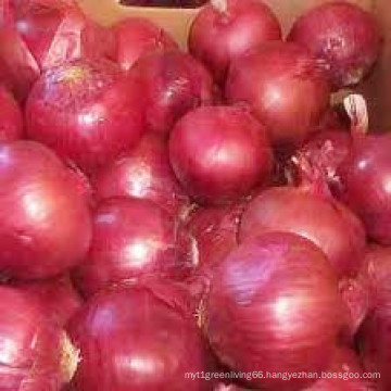 Fresh Onion Wholesale /Fresh Vegetables From China